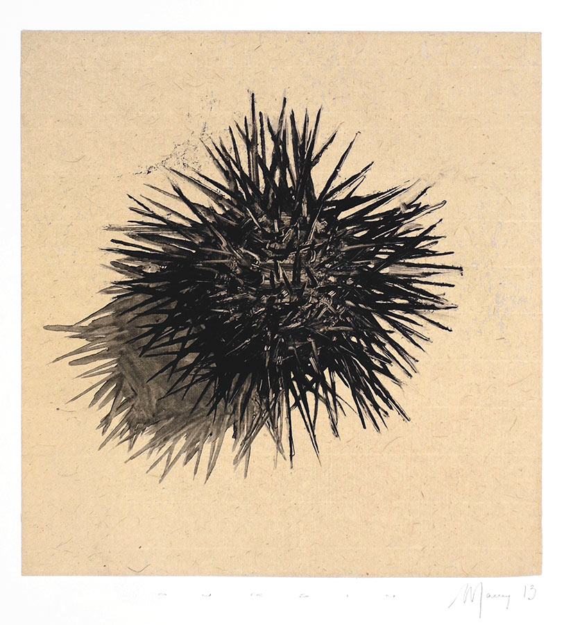 Oursin 5. Monotype, 21 x 20 cm, 2013